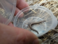 Ablepharus rueppellii