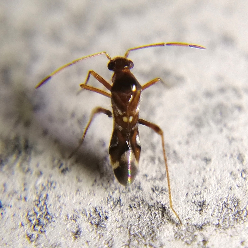 Sericophanes ornatus