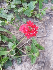 Glandularia peruviana