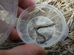 Ablepharus rueppellii