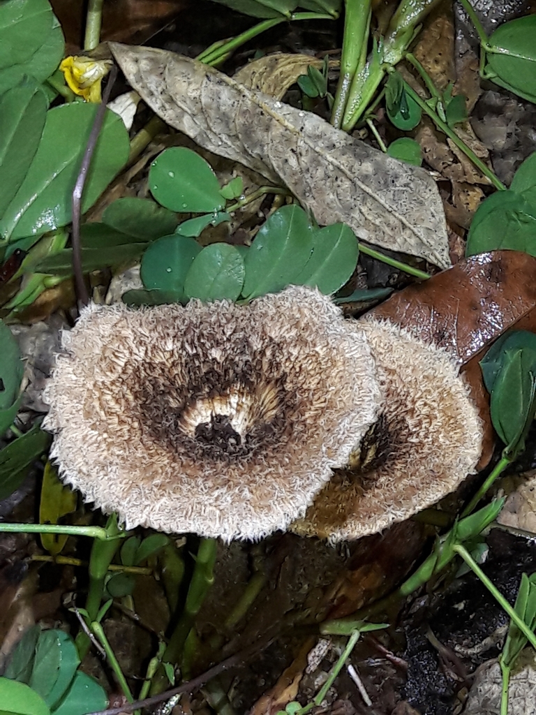 Lentinus crinitus · October 2021 · photo: © douglas-u-oliveira (iNaturalist, cc-by)