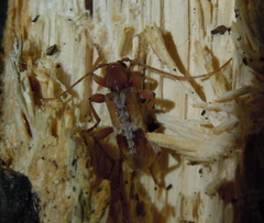 Trichoferus pallidus