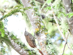 Lepidocolaptes lacrymiger