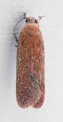 Gelechia panella
