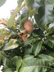 Neuroterus laurifoliae