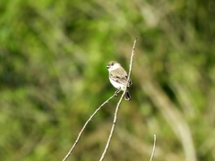 Sporophila pileata