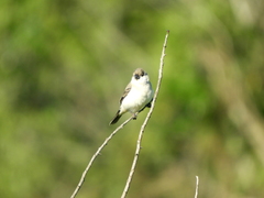 Sporophila pileata