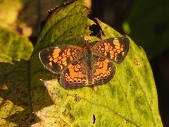 Phyciodes tharos