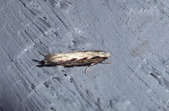 Erechthias fulguritella