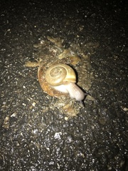 Zonites caricus