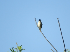 Sporophila pileata