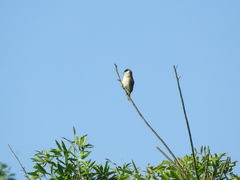 Sporophila pileata