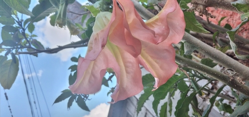 Brugmansia arborea