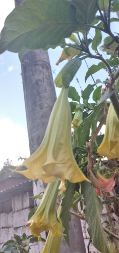 Brugmansia arborea