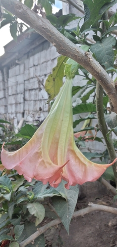 Brugmansia arborea