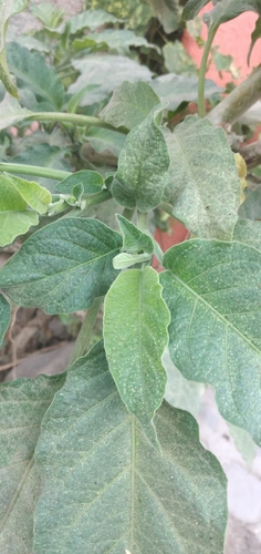 Brugmansia arborea