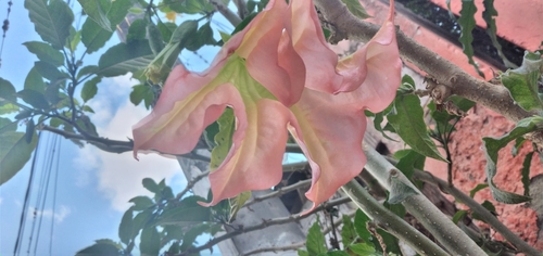 Brugmansia arborea