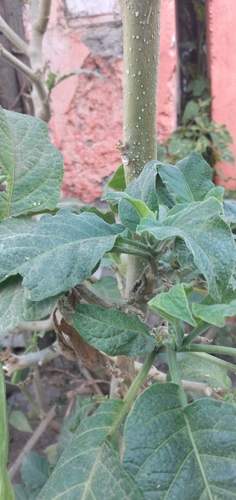 Brugmansia arborea