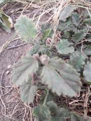 Rhynchosida physocalyx