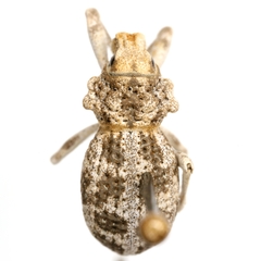 Ophryastes tuberosus