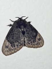 Podalia thanatos