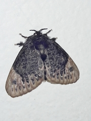 Podalia thanatos