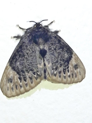 Podalia thanatos