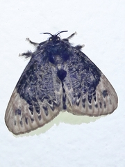 Podalia thanatos