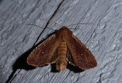 Ichneutica infensa