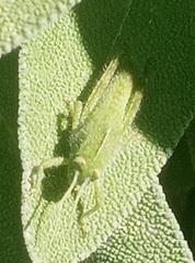 Acrididae