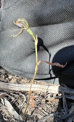 Pterostylis pusilla