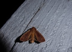 Ichneutica infensa