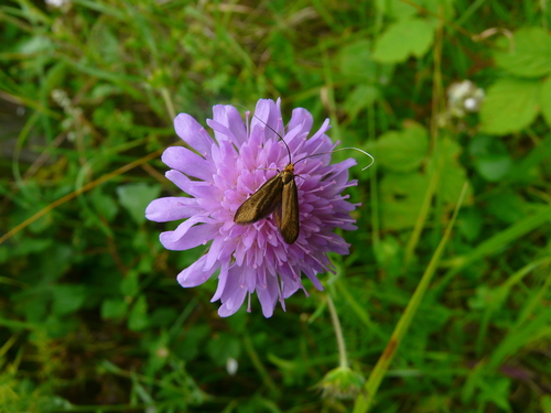 Nemophora metallica
