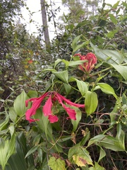 Gloriosa