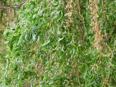 Salix babylonica tortuosa