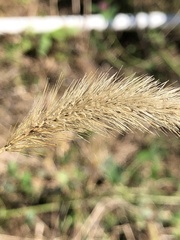 Setaria