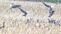 Branta hutchinsii