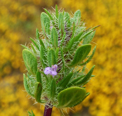 Pogogyne zizyphoroides