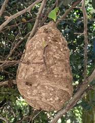 Polybia chrysothorax