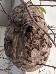 Polybia chrysothorax