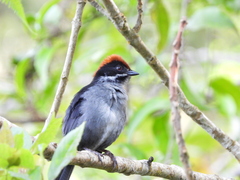 Slaty Brush Finch photo 3