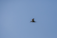 Onychoprion fuscatus