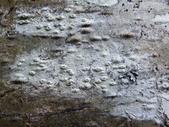 Pertusaria pustulata