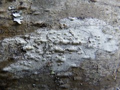 Pertusaria pustulata