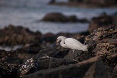 Egretta thula