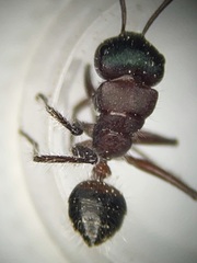 Calomyrmex