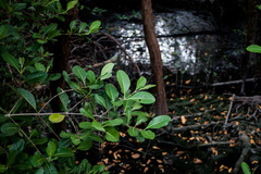 Laguncularia racemosa