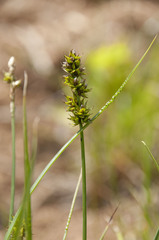 Carex muricata