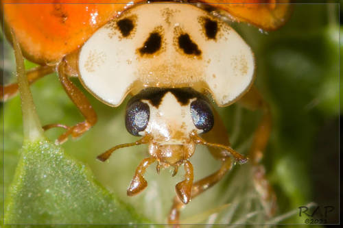 Asian lady beetle