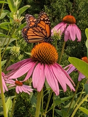 Danaus plexippus